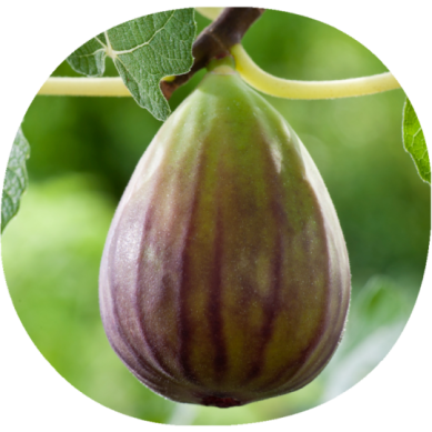 Higuera BANANE