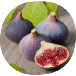 Higuera BURJASOT NOIRE