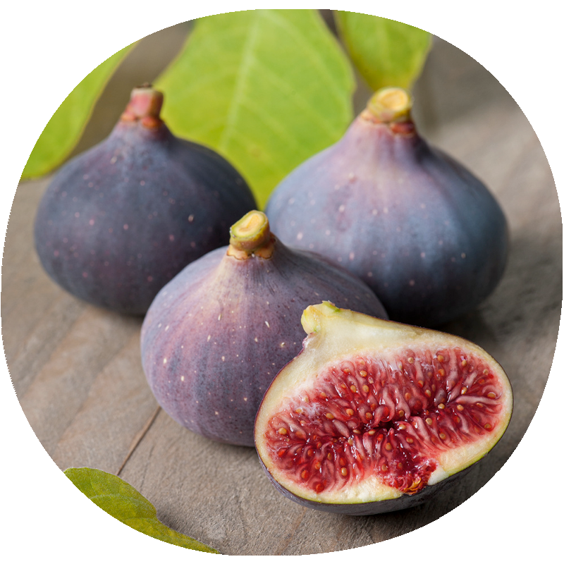 Higuera BURJASOT NOIRE