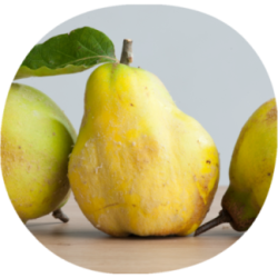 Membrillo GIGANTE DE WRANJA