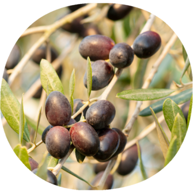 Olivo ARBEQUINA