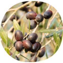 Olivo ARBEQUINA