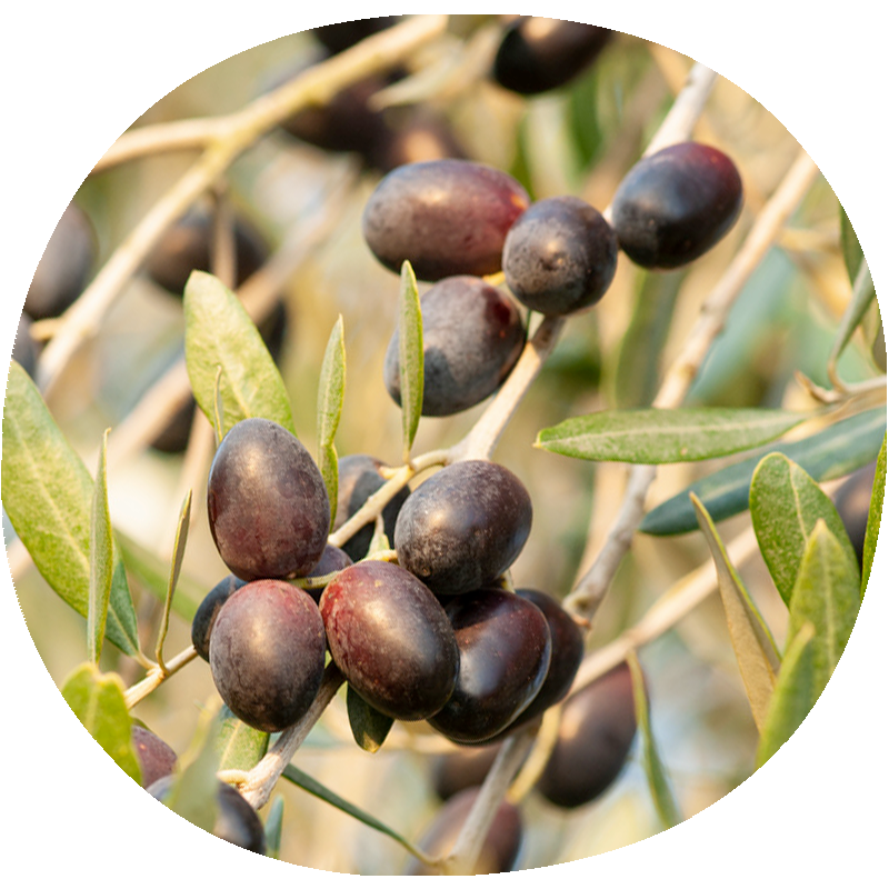 Olivo ARBEQUINA