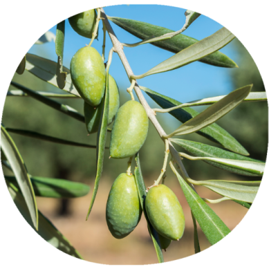 Olivo CORNICABRA