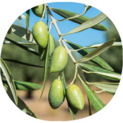 Olivo CORNICABRA