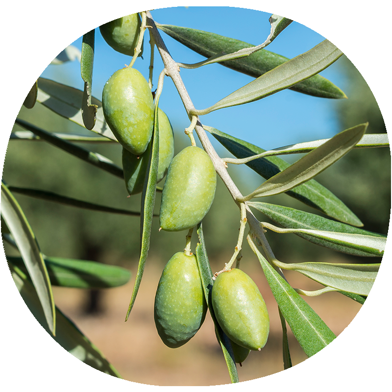 Olivo CORNICABRA