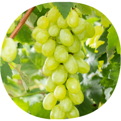 Uva de Mesa DOMINGA