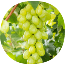 Uva de Mesa DOMINGA