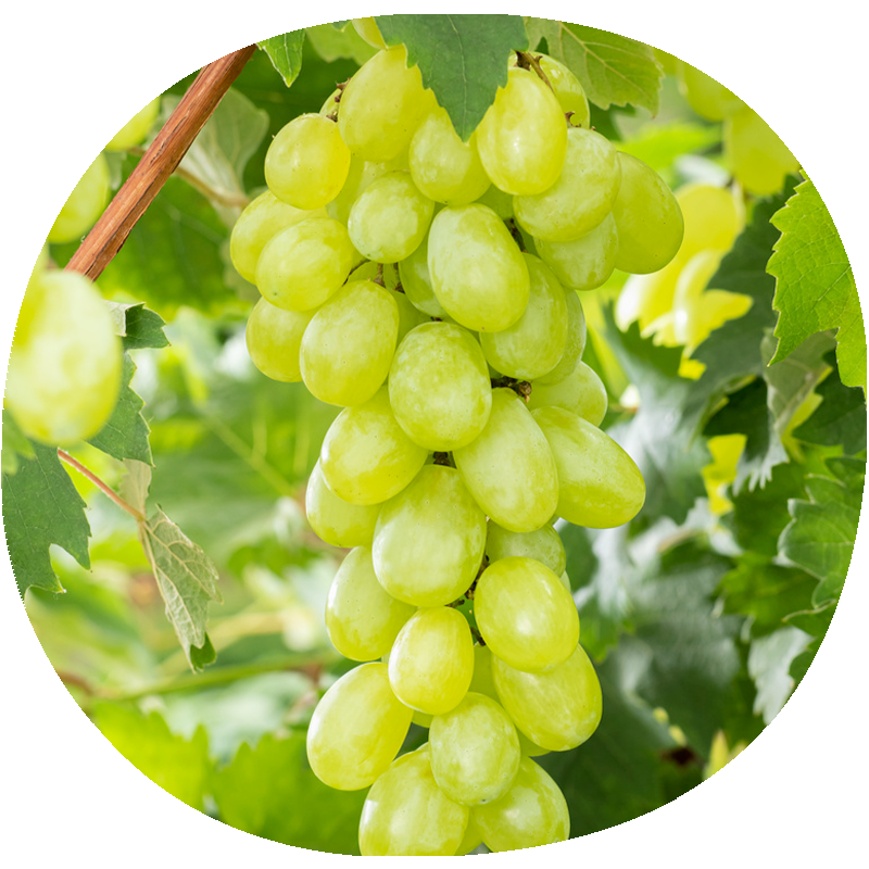 Uva de Mesa DOMINGA