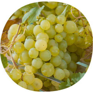 Uva de Mesa MOSCATEL DE ALEJANDRÍA