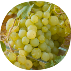 Uva de Mesa MOSCATEL DE ALEJANDRÍA