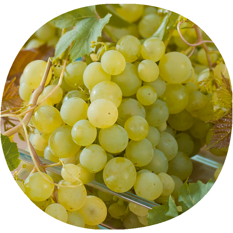 Uva de Mesa MOSCATEL DE ALEJANDRÍA