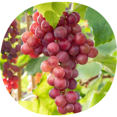 Uva de Mesa RED GLOBE