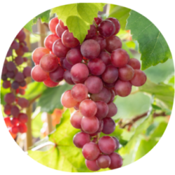 Uva de Mesa RED GLOBE