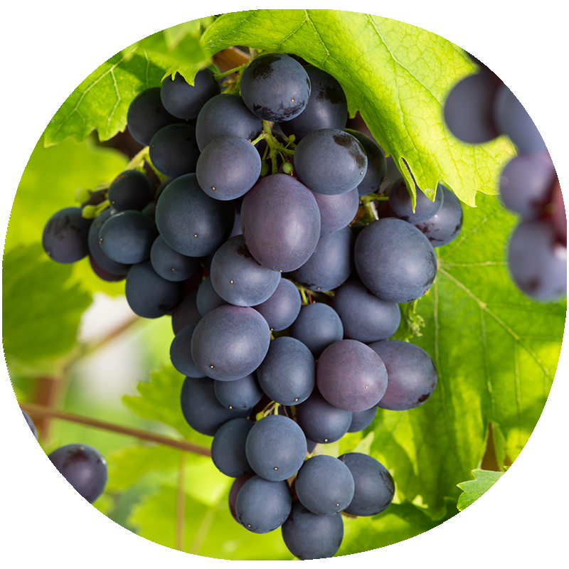Uva de Mesa MOSCATEL DE HAMBURGO