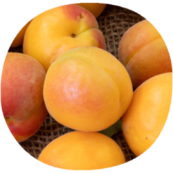 Albaricoque TARDORANGE®