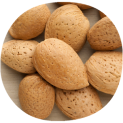 Almendro AVIJOR L.