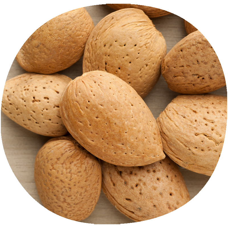 Almendro AVIJOR L.