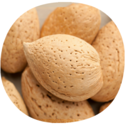 Almendro GUARA
