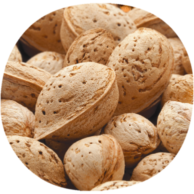 Almendro MARCONA