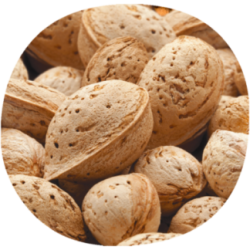 Almendro MARCONA