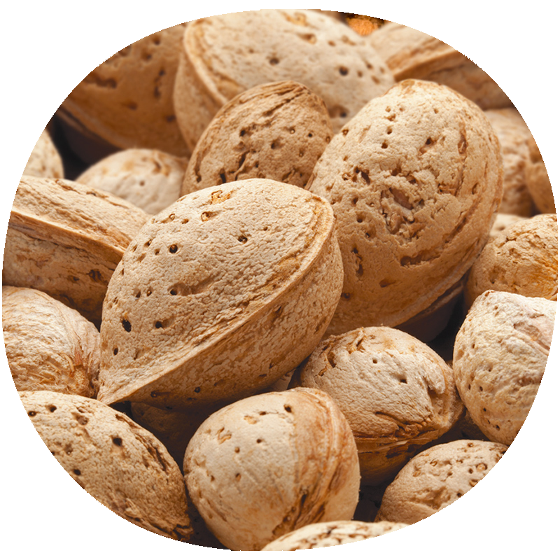 Almendro MARCONA