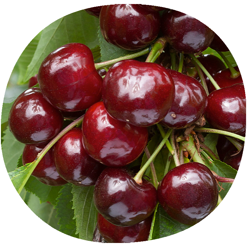 Cerezo LAPINS